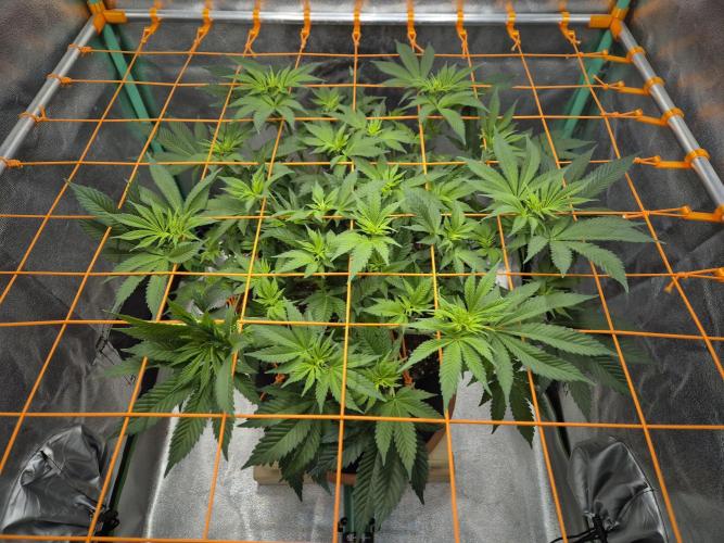 Orange bud main lining. Week 10