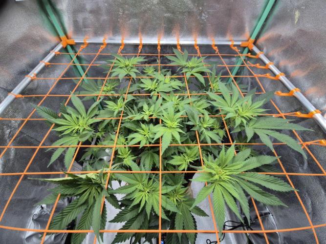 Orange bud main lining. Week 10