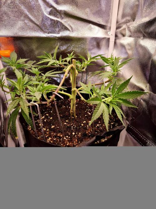 Adoption eines Steckies main lining. Week 6