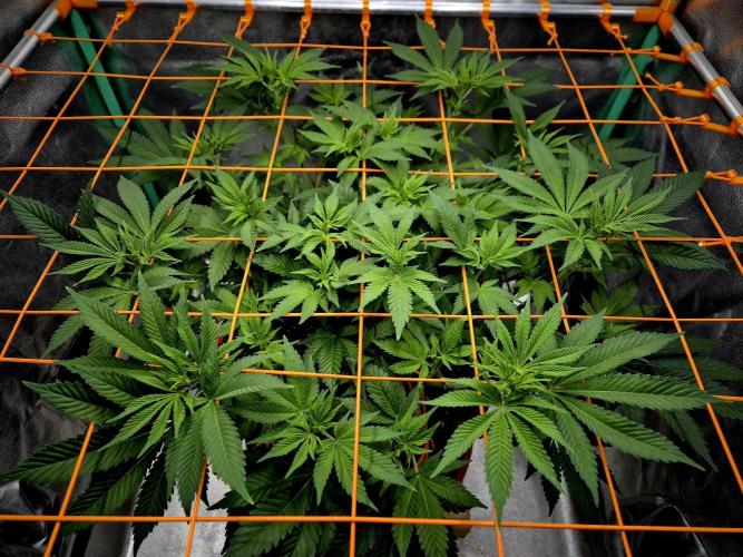 Orange bud main lining. Week 10