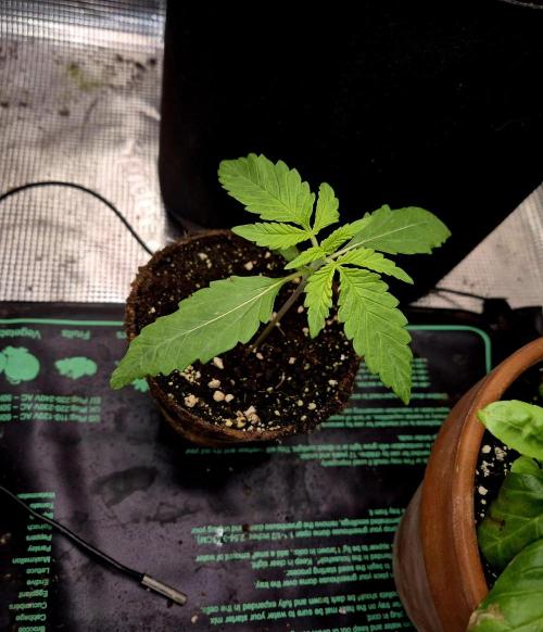 Cream Mandarine main lining. Week 1