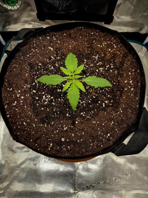 Cream Mandarine main lining. Week 2