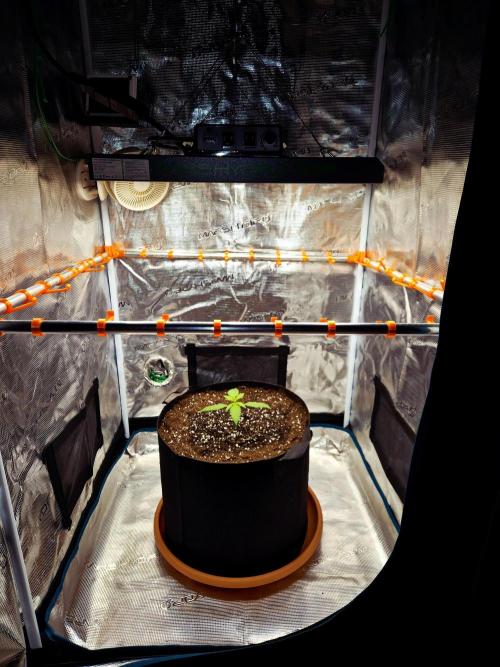 Cream Mandarine main lining. Week 2