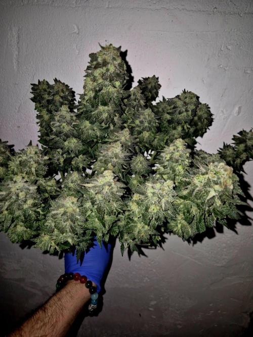 "Purple" Haze clones. Week 11