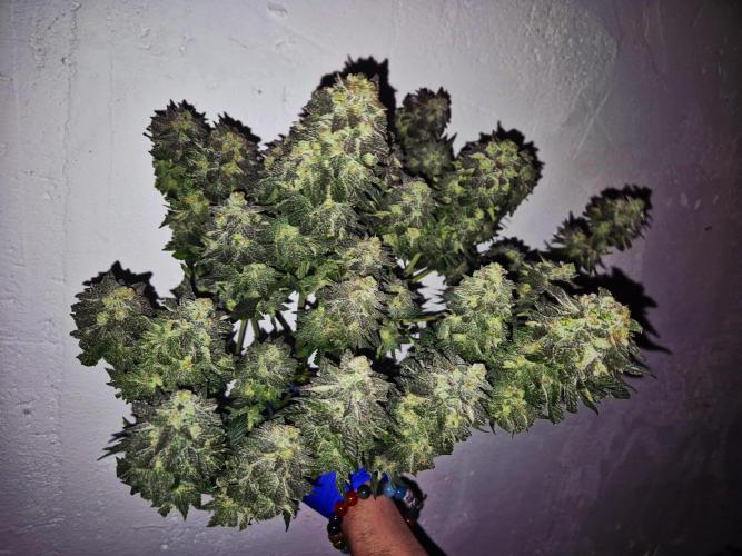 "Purple" Haze clones. Week 11
