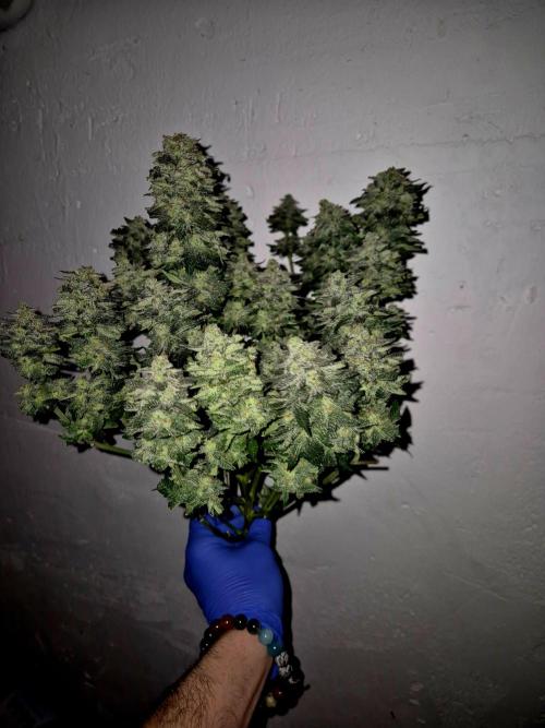 "Purple" Haze clones. Week 11