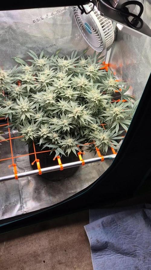 Caly 'n banana main lining