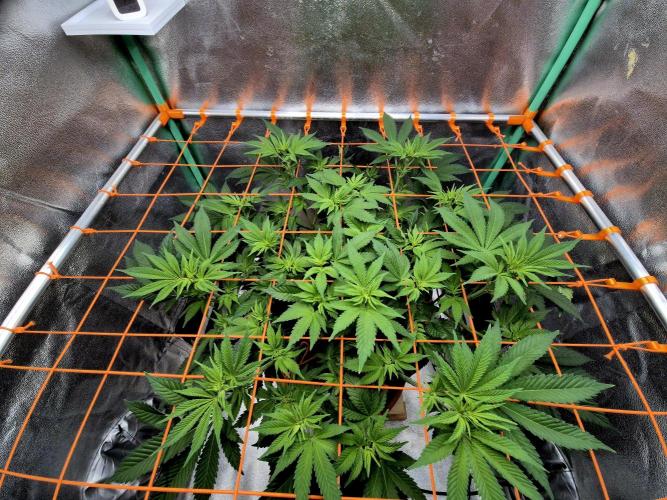 Orange bud main lining. Week 10 - 16.02.