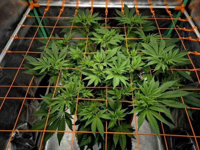 Orange bud main lining. Week 10 - 17.02.