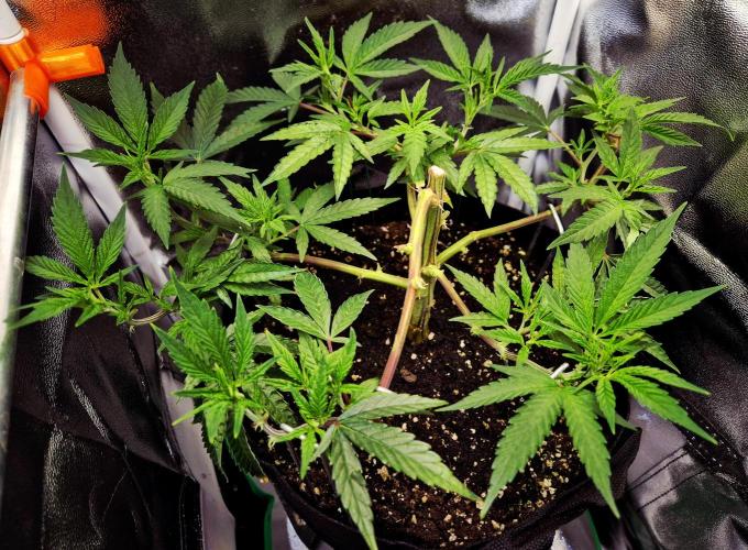 Special Kush (clone) main lining. Week 6
