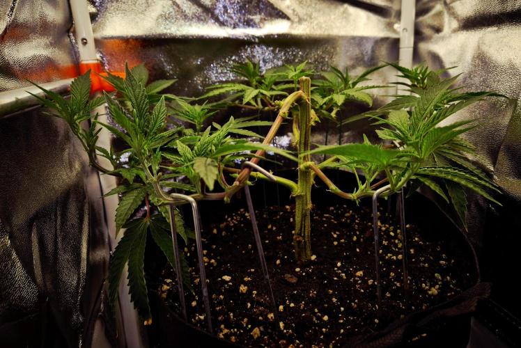 Special Kush (clone) main lining. Week 6