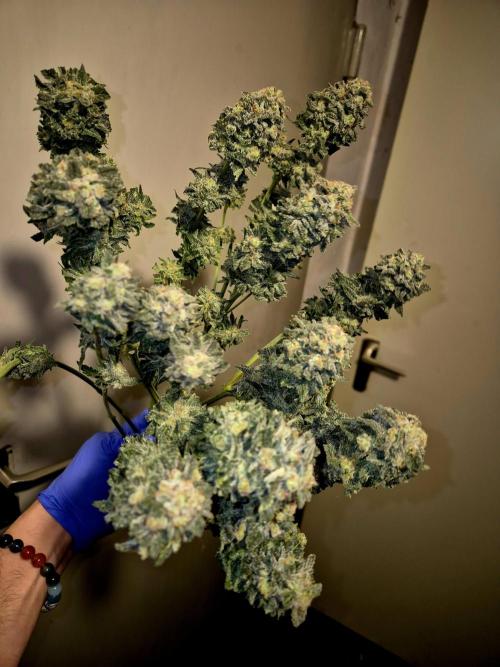 "Purple" Haze clones. Week 11
