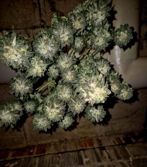 "Purple" Haze clones. Week 11