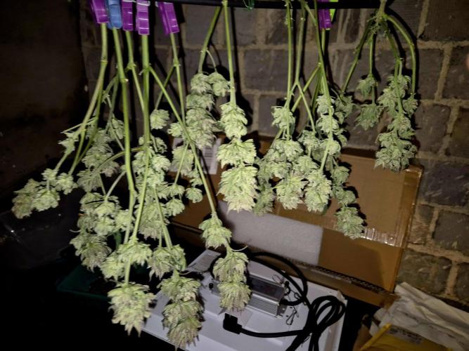 "Purple" Haze clones. Week 11