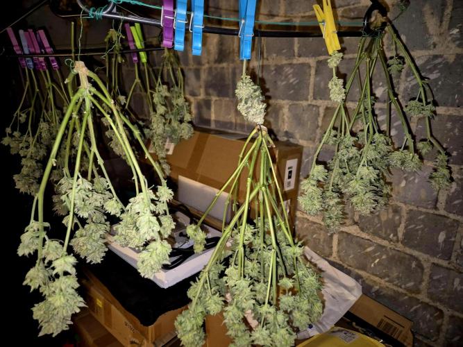 "Purple" Haze clones. Week 11
