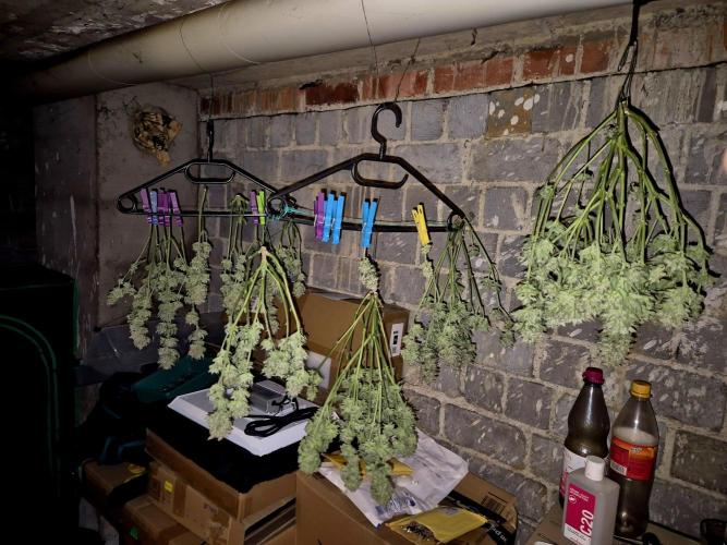 "Purple" Haze clones. Week 11