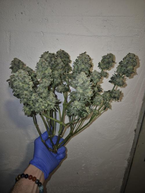 "Purple" Haze clones. Week 11
