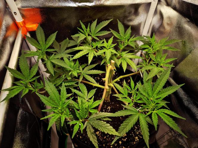 Special Kush (clone) main lining. Week 6