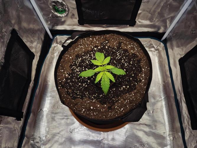 Cream Mandarine main lining. Week 2 - 18.02.