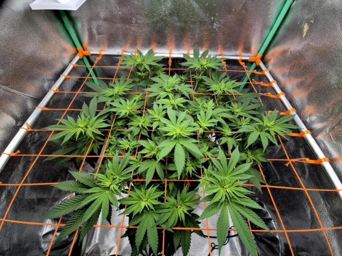 Orange bud main lining. Week 10 - 18.02.