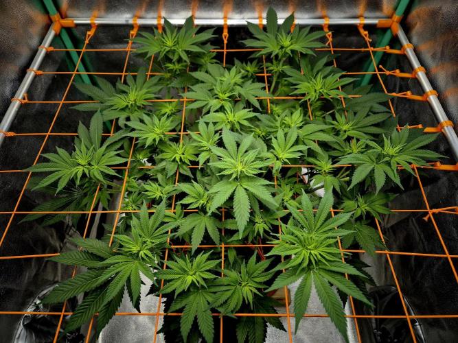 Orange bud main lining. Week 10