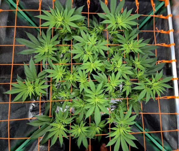 Orange bud main lining. Week 10