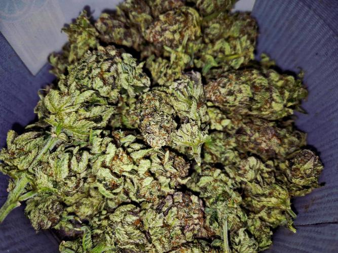Purple Haze. Week 11