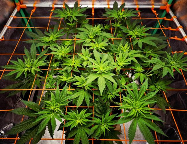 Orange bud main lining. Week 10