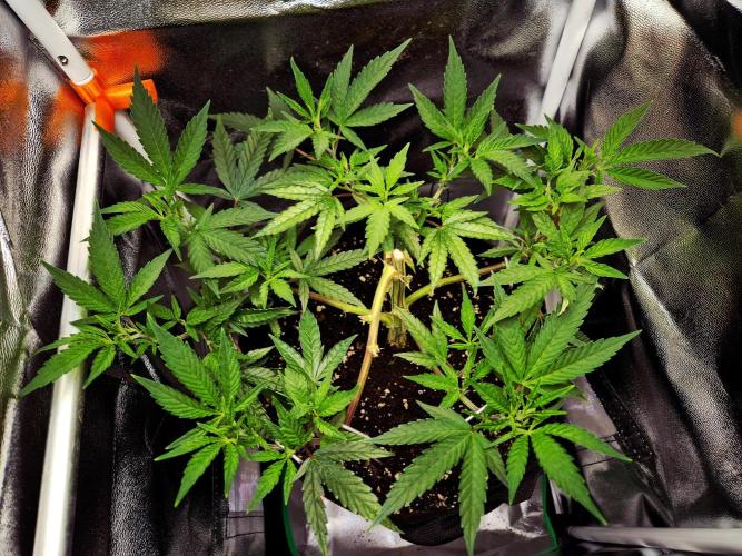Special Kush (clone) main lining. Week 6