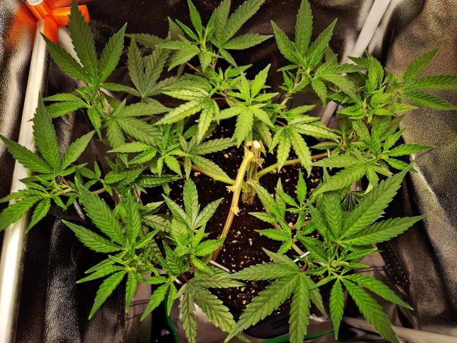 Special Kush (clone) main lining. Week 6