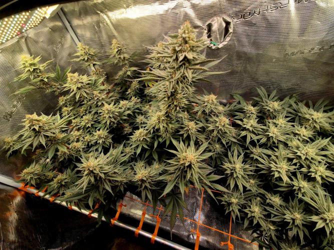 Caly 'n banana main lining. Week 8