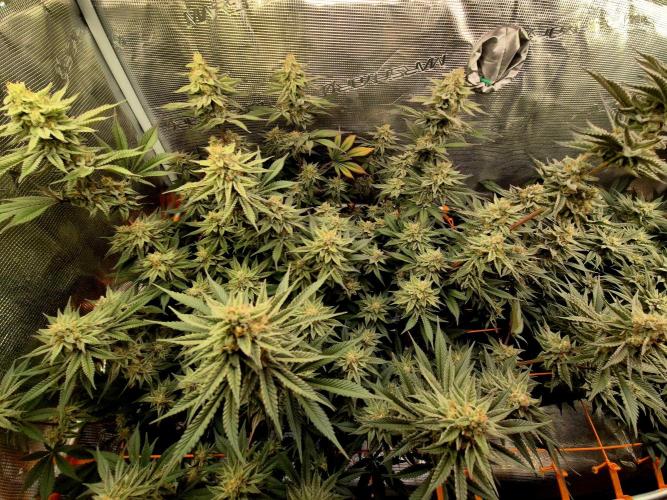 Caly 'n banana main lining. Week 8
