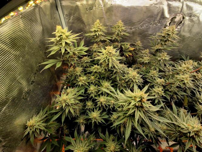 Caly 'n banana main lining. Week 8