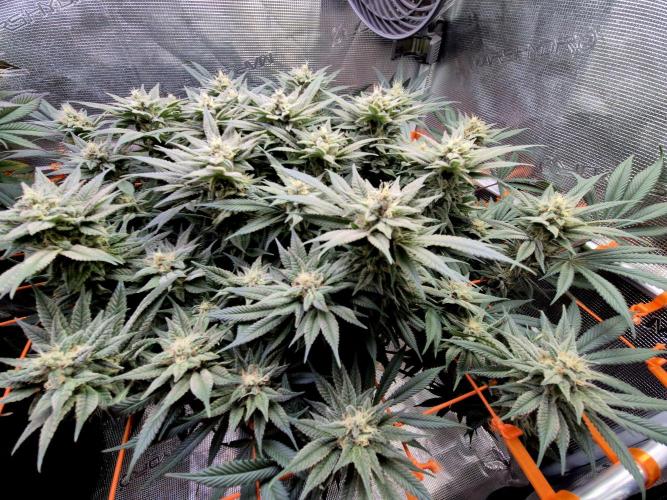 Caly 'n banana main lining. Week 8