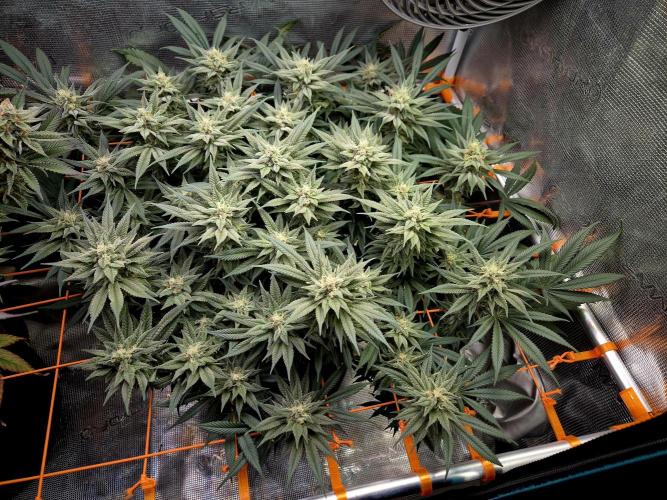 Caly 'n banana main lining. Week 8