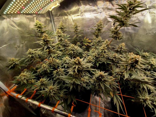 Caly 'n banana main lining. Week 8