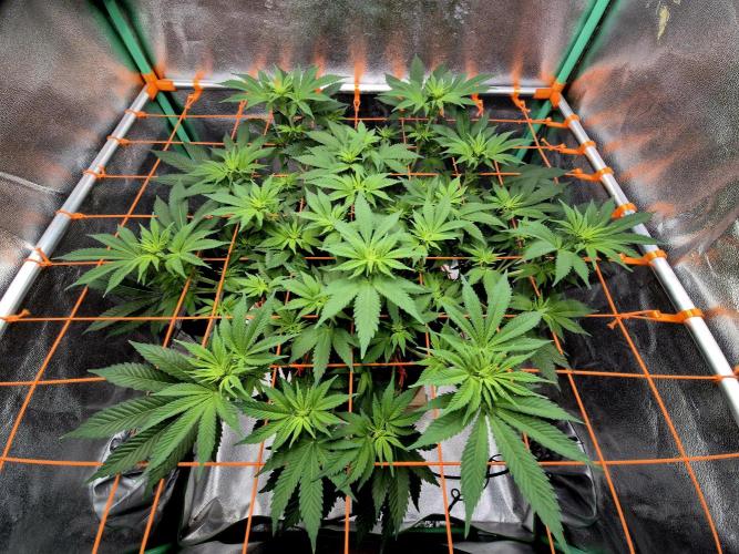 Orange bud main lining. Week 10 - 19.02.