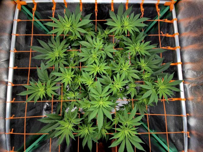 Orange bud main lining. Week 10