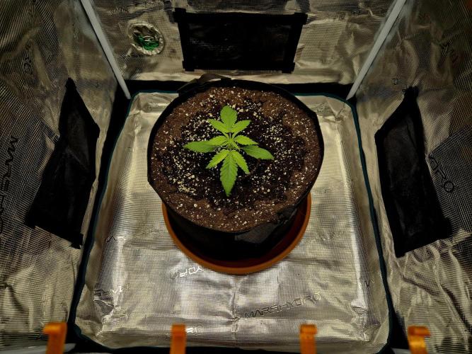 Cream Mandarine main lining. Week 2 - 19.02.