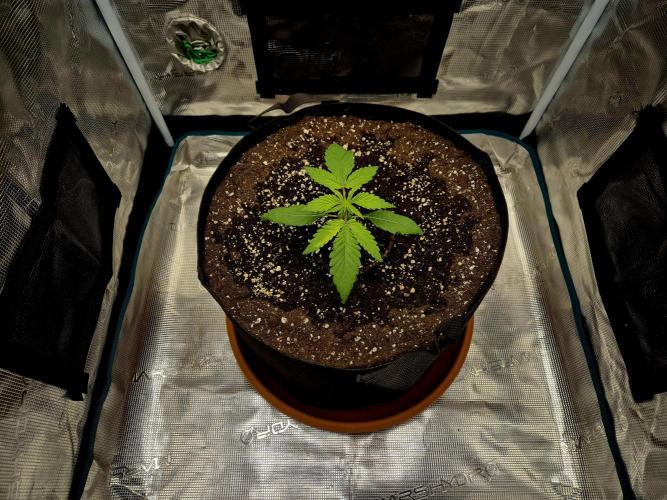 Cream Mandarine main lining. Week 2