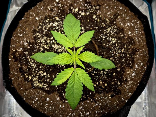 Cream Mandarine main lining. Week 2