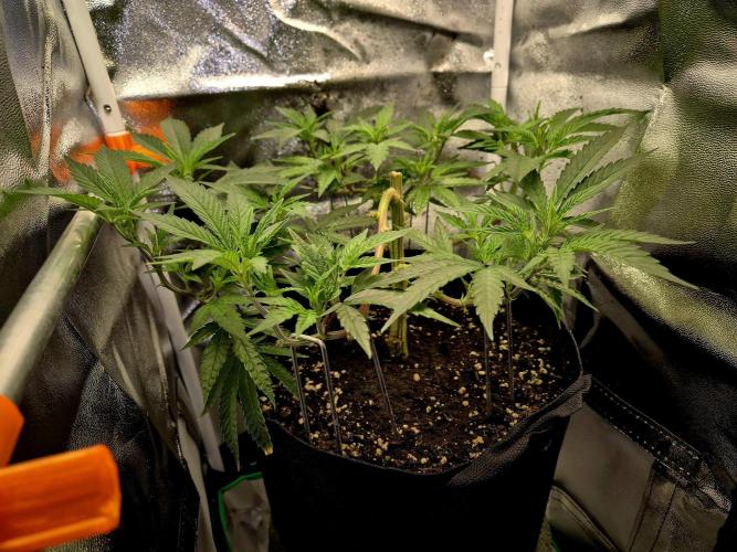 Special Kush (clone) main lining. Week 6 - 19.02.