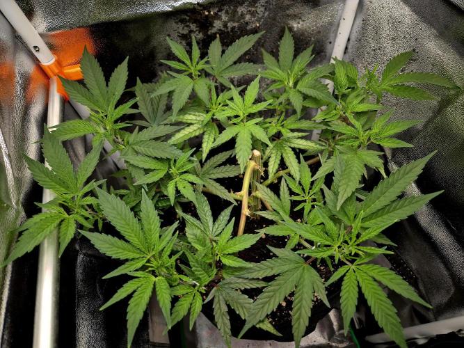 Special Kush (clone) main lining. Week 6