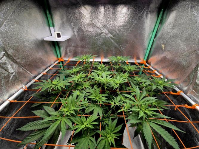 Orange bud main lining. Week 10 - 20.02 