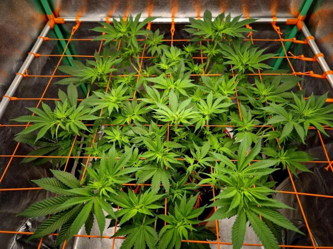 Orange bud main lining. Week 10