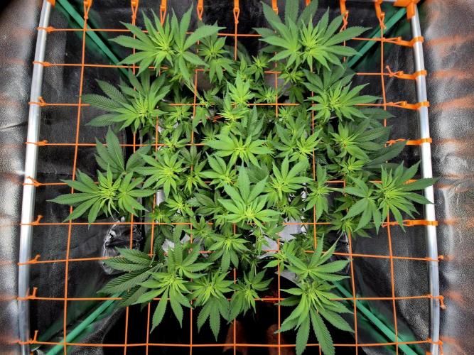 Orange bud main lining. Week 10