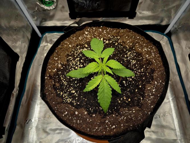 Cream Mandarine main lining. Week 3