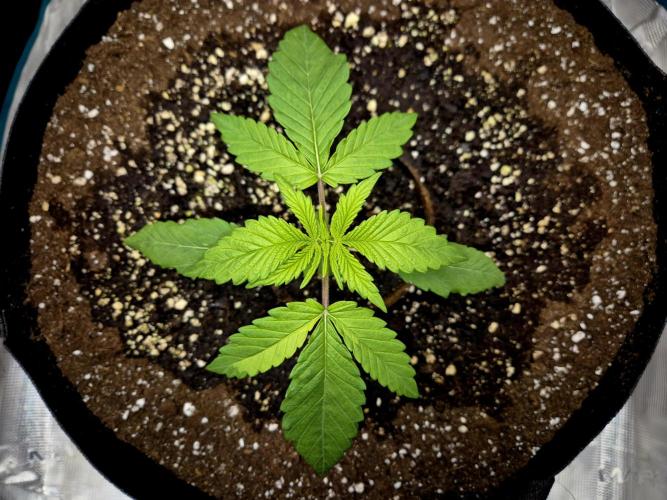 Cream Mandarine main lining. Week 3