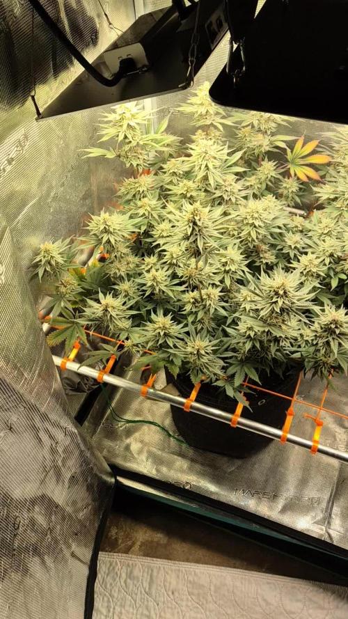 Caly 'n banana main lining