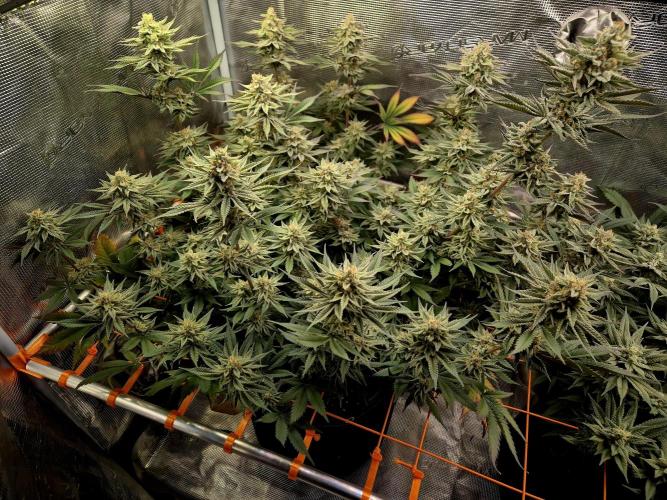 Caly 'n banana main lining. Week 8